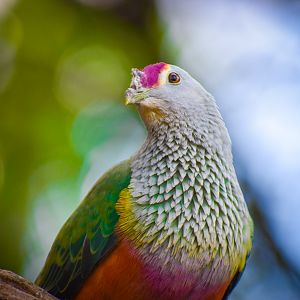 Rose-crowned Fruit Dove (Ptilinopus regina)