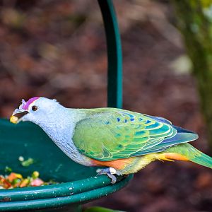 Rose-crowned Fruit Dove (Ptilinopus regina)