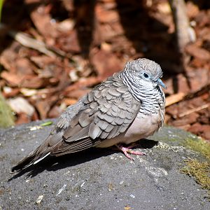 Peaceful Dove (Geopelia placida)