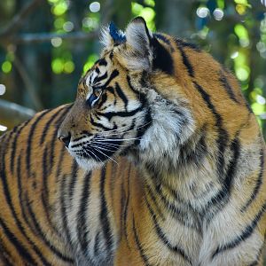Sumatran Tiger (Panthera tigris sumatrae)