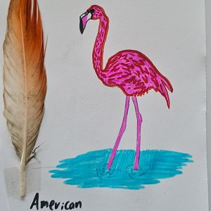 American flamingo feather