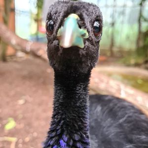 Grey-winged trumpeter
