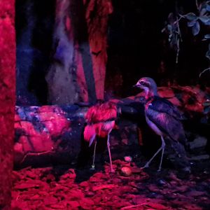 Australian bush thick-knee