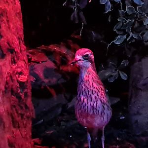 Australian bush thick-knee