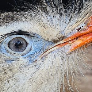 Red-legged seriema