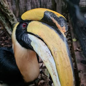 Great hornbill