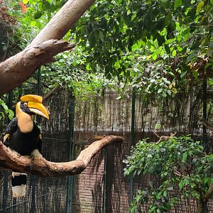Great hornbill