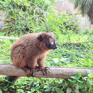 Red-bellied lemur