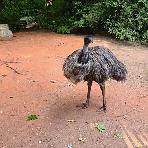 Emu