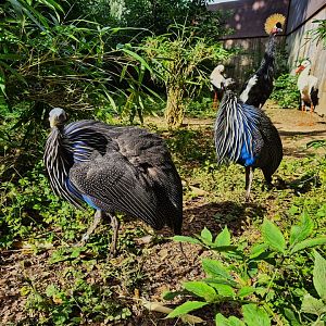 Vulturine guineafowl
