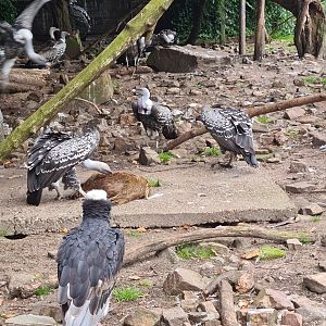 Vultures having breakfast