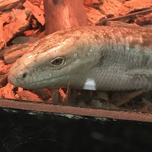 European glass lizard