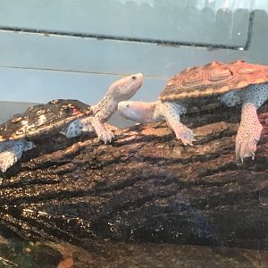 Ornate diamondback terrapin