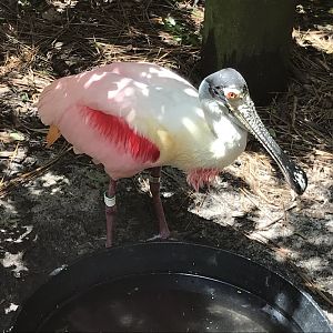 Roseate spoonbill