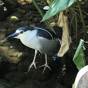 Black-crowned night heron