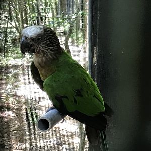 Hawk-headed parrot