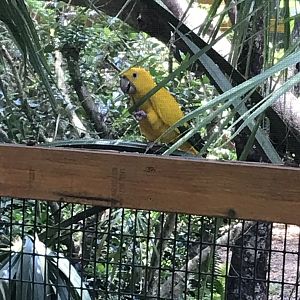 Golden conure