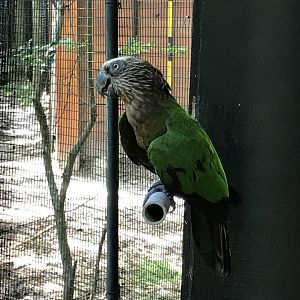 Hawk-headed parrot