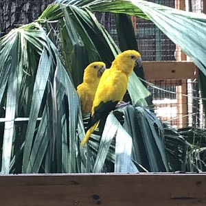 Golden conures