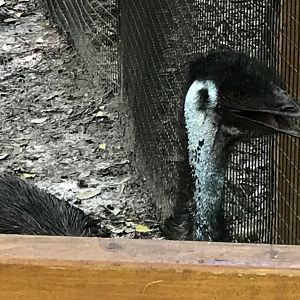 Emu