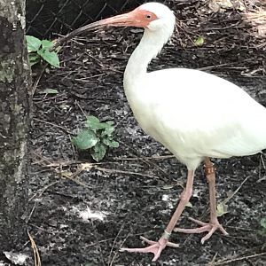 White ibis