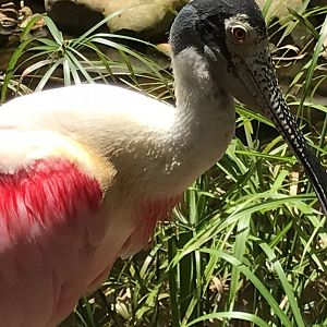 Roseate spoonbill