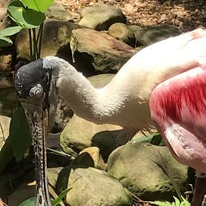 Roseate spoonbill