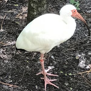White ibis
