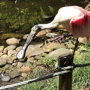 Roseate spoonbill