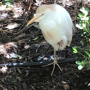 Cattle egret (Hope)