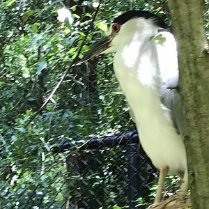 Black-crowned night heron