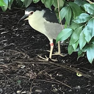 Black-crowned night heron (Nyx)