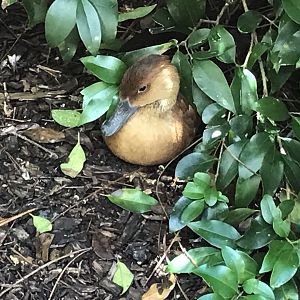 Fulvous whistling duck