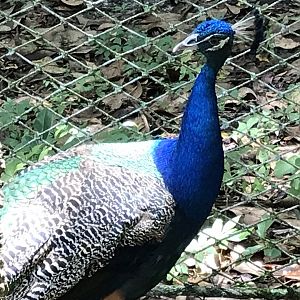 Indian peafowl