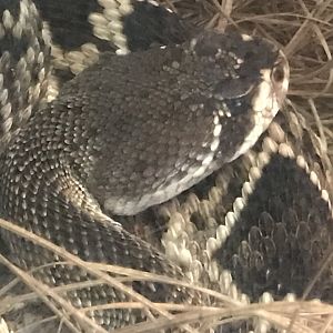 Eastern diamondback rattlesnake (Little Girl)