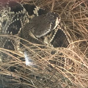 Eastern diamondback rattlesnake (Little Girl)