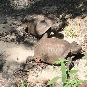 Gopher tortoises