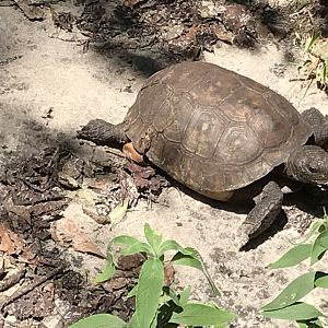 Gopher tortoise