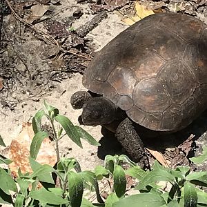 Gopher tortoise (Izzy)