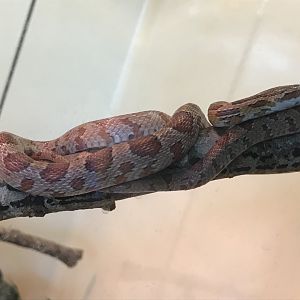 Corn snake