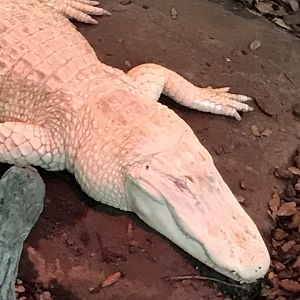 Albino alligator