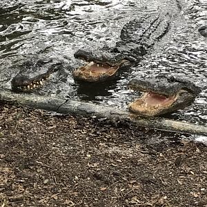 American alligators