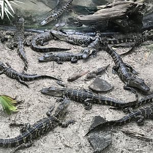 American alligators
