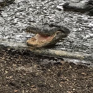 American alligator