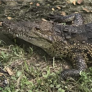 Morelet’s crocodile