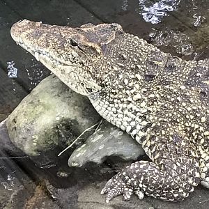 Cuban crocodile