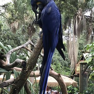 Hyacinth macaw (Neptune)