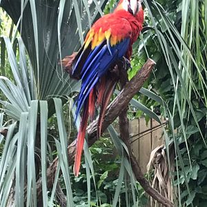 Scarlet macaw