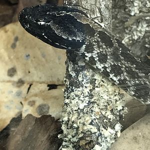 Dusky pygmy rattlesnake