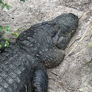 American alligator